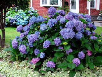 Гортензия крупнолистная Рената Штейнигер (Hydrangea macrophylla Renate Steiniger)