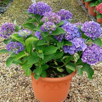 Гортензия крупнолистная Рената Штейнигер (Hydrangea macrophylla Renate Steiniger)