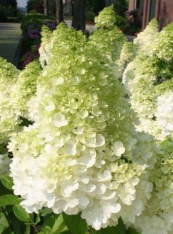 Гортензия метельчатая Канделайт (Hydrangea paniculata Candlelight)