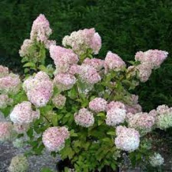 Гортензия метельчатая Диамантино (Hydrangea paniculata Diamantino)