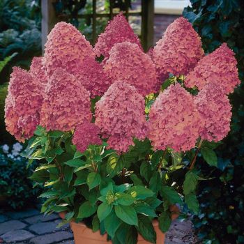 Гортензия метельчатая Мэджикал Файер (Hydrangea paniculata Magical Fire)