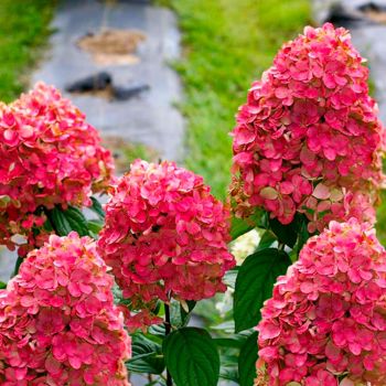 Гортензия метельчатая Мэджикал Файер (Hydrangea paniculata Magical Fire)