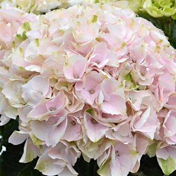 Гортензия крупнолистная Рембрандт Элегант Роза (Hydrangea macrophylla Rembrandt Elegant Rose)