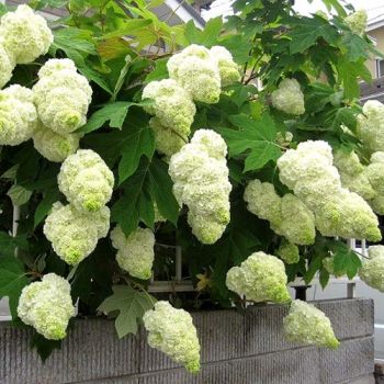 Гортензия дуболистная Гармония (Hydrangea quercifolia Harmony)