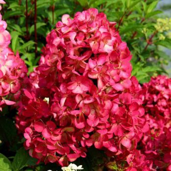 Гортензия метельчатая Даймонд Руж /Красный бриллиант (Hydrangea paniculata Diamant Rouge).