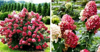 Гортензия метельчатая Даймонд Руж /Красный бриллиант (Hydrangea paniculata Diamant Rouge).