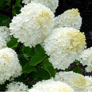 Гортензия метельчатая Шугар Раш (Hydrangea paniculata Sugar Rush)