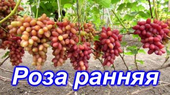 Виноград Роза ранняя