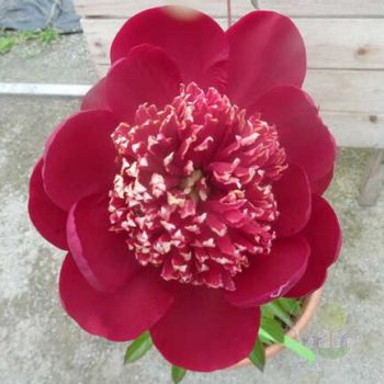 Пион Эйда Найва (Paeonia Ada Niva)