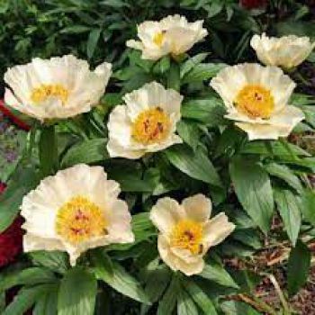 Пион Эрли Глоу (Paeonia Early Glow).