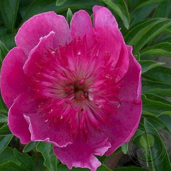 Пион Изи Лавендер (Paeonia Easy Lavender)