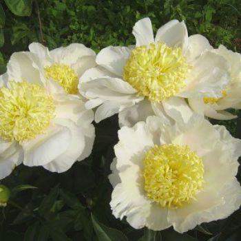 Пион Голд Стандарт/Золотой стандарт (Paeonia Gold Standard)