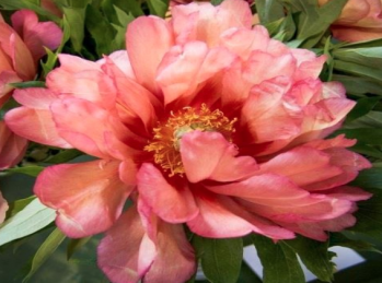 Пион Хиллари (Paeonia itoh Hillary)