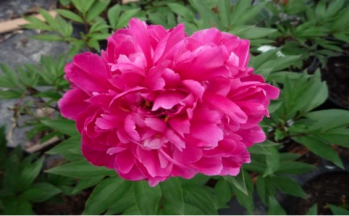 Пион Карл Розенфельд (Paeonia Karl Rosenfield)