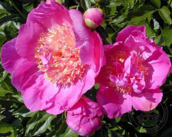 Пион Ларго (Paeonia Largo)