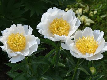 Пион Мун оф Ниппон ( Paeonia Moon of Nippon)