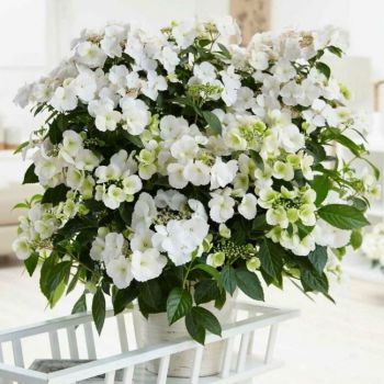 Гортензия ампельная Сбежавшая невеста (Hydrangea ampelous Runaway Bride)