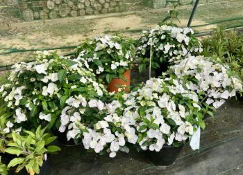 Гортензия ампельная Сбежавшая невеста (Hydrangea ampelous Runaway Bride)