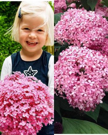 Гортензия древовидная Мэджикал Пинкербелл (Hydrangea arborescens Magical Pinkerbell)