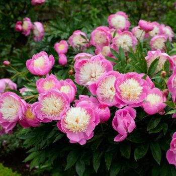 Пион Дорин (Paeonia Doreen)