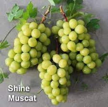 Виноград Шайн Мускат (Shine Muscat)