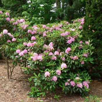 Рододендрон Браво (Rhododendron Bravo)