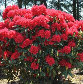 Рододендрон Бузуки (Rhododendron Busuki)