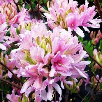 Рододендрон Вестерн Лайтс (Rhododendron Western Lights)