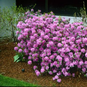 Рододендрон Вестонс Агло (Rhododendron Weston's Aglo)