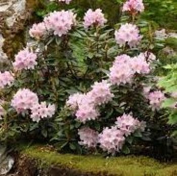 Рододендрон Манитоу (Rhododendron Manitou)
