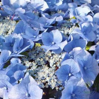Гортензия крупнолистная Зорро Блю (Hydrangea macrophylla Zorro Blue)