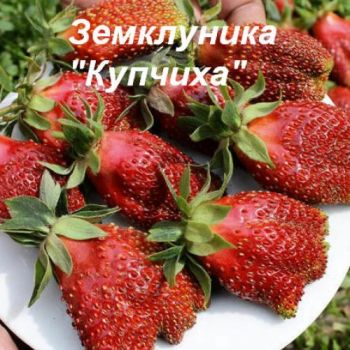 Земклуника Купчиха