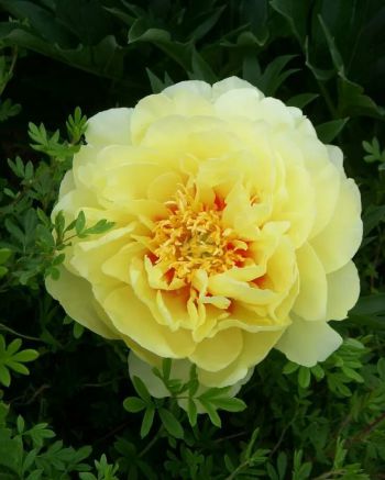 Пион Бартзелла (Paeonia Bartzella)