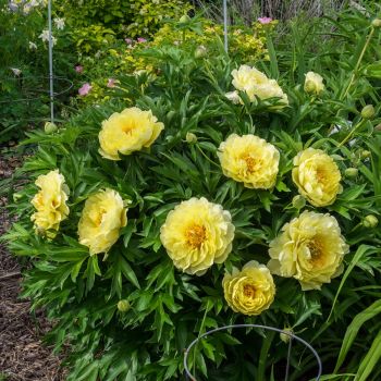 Пион Бартзелла (Paeonia Bartzella)