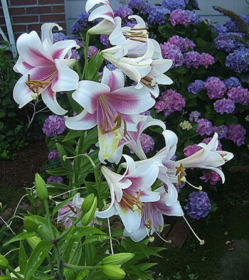 Лилия лонгифлорум Дивайн (Lilium)