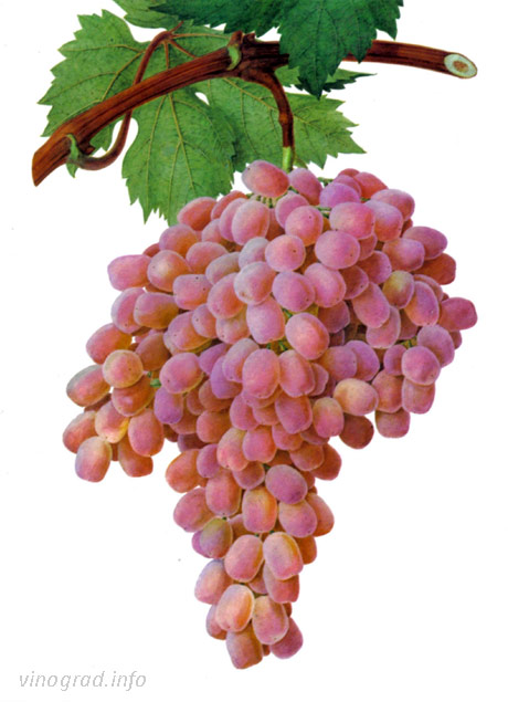Кишмиш розовый. Сорт винограда Тайфи. Сорт винограда Тайфи розовый. Виноград Тайфи Узбекистан. Виноград Тайфи белый.